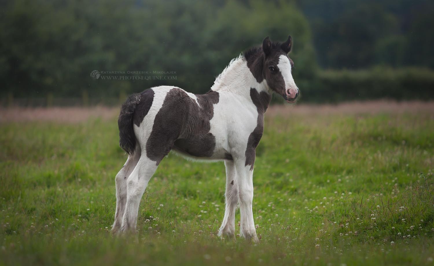 McCartney`s Wow Factor as a Foal